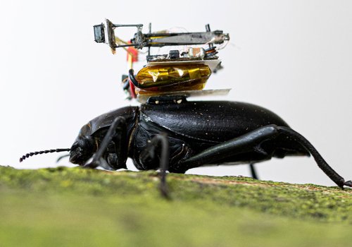 Камера настолько мала, что ее могут носить насекомые